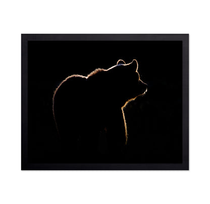 Bear In The Back Light