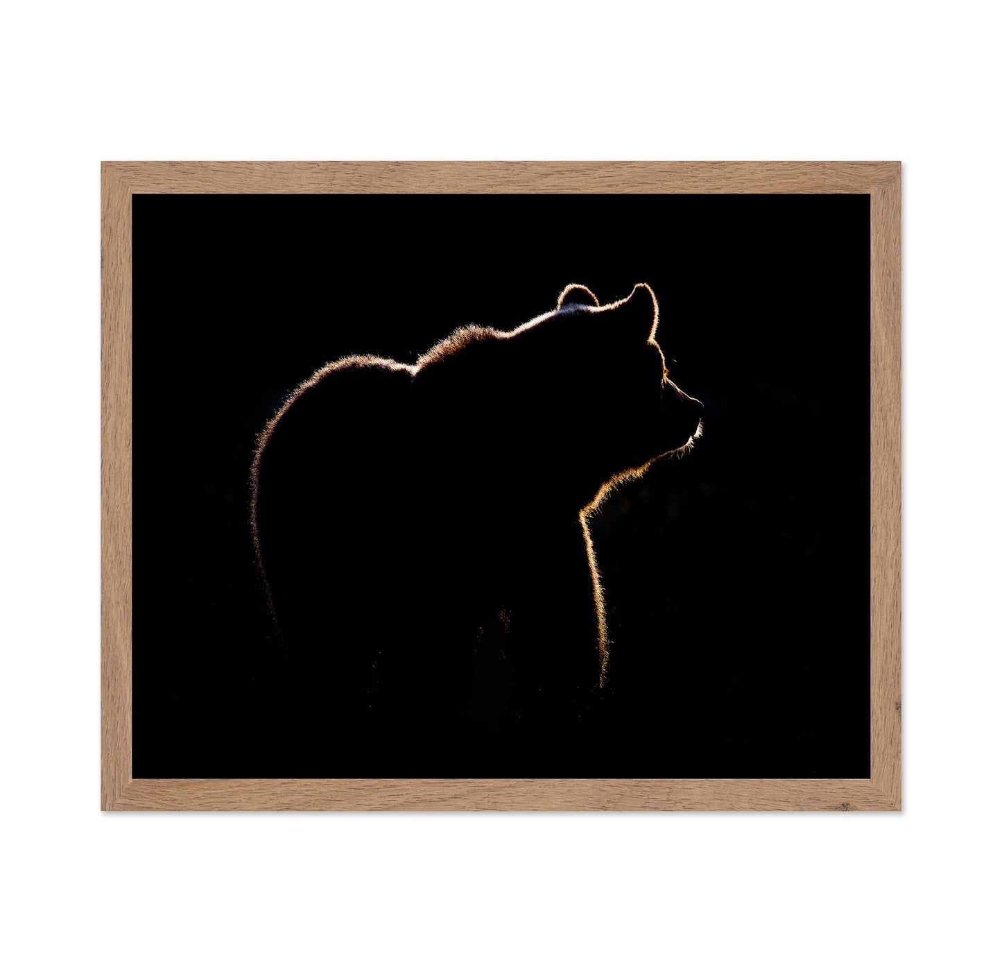 Bear In The Back Light