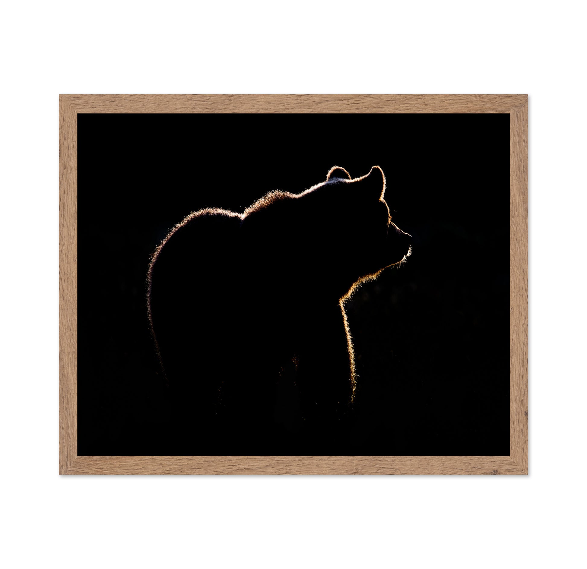 Bear In The Back Light