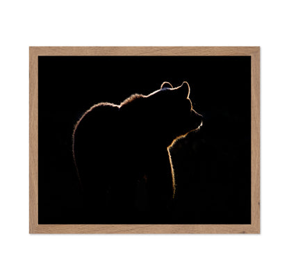 Bear In The Back Light