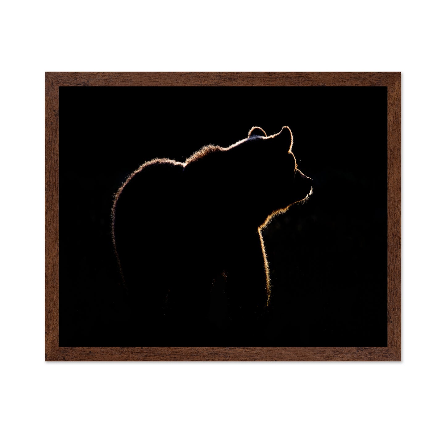 Bear In The Back Light