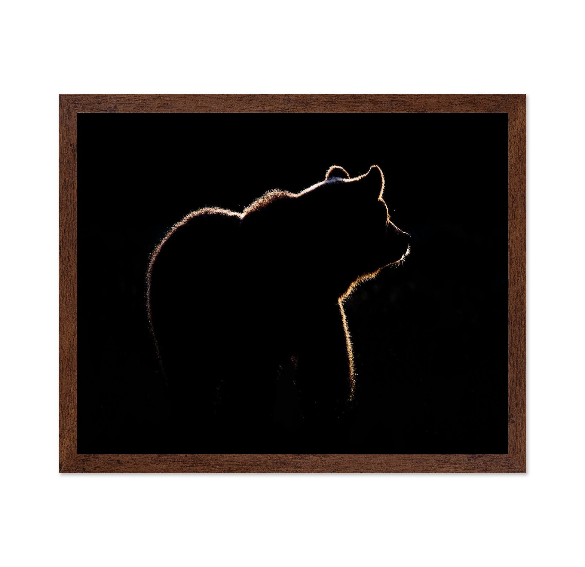 Bear In The Back Light