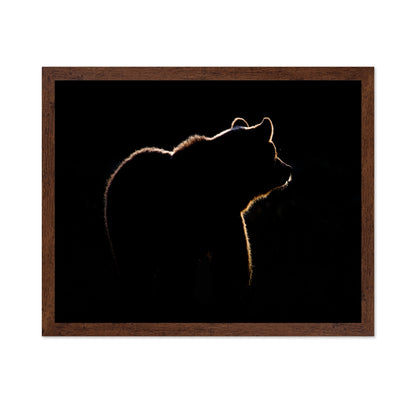 Bear In The Back Light