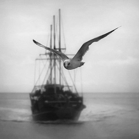 Seagull