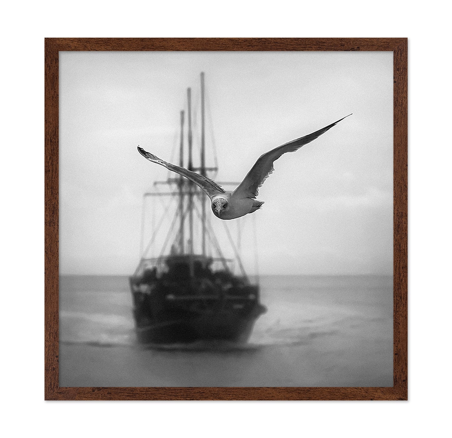 Seagull