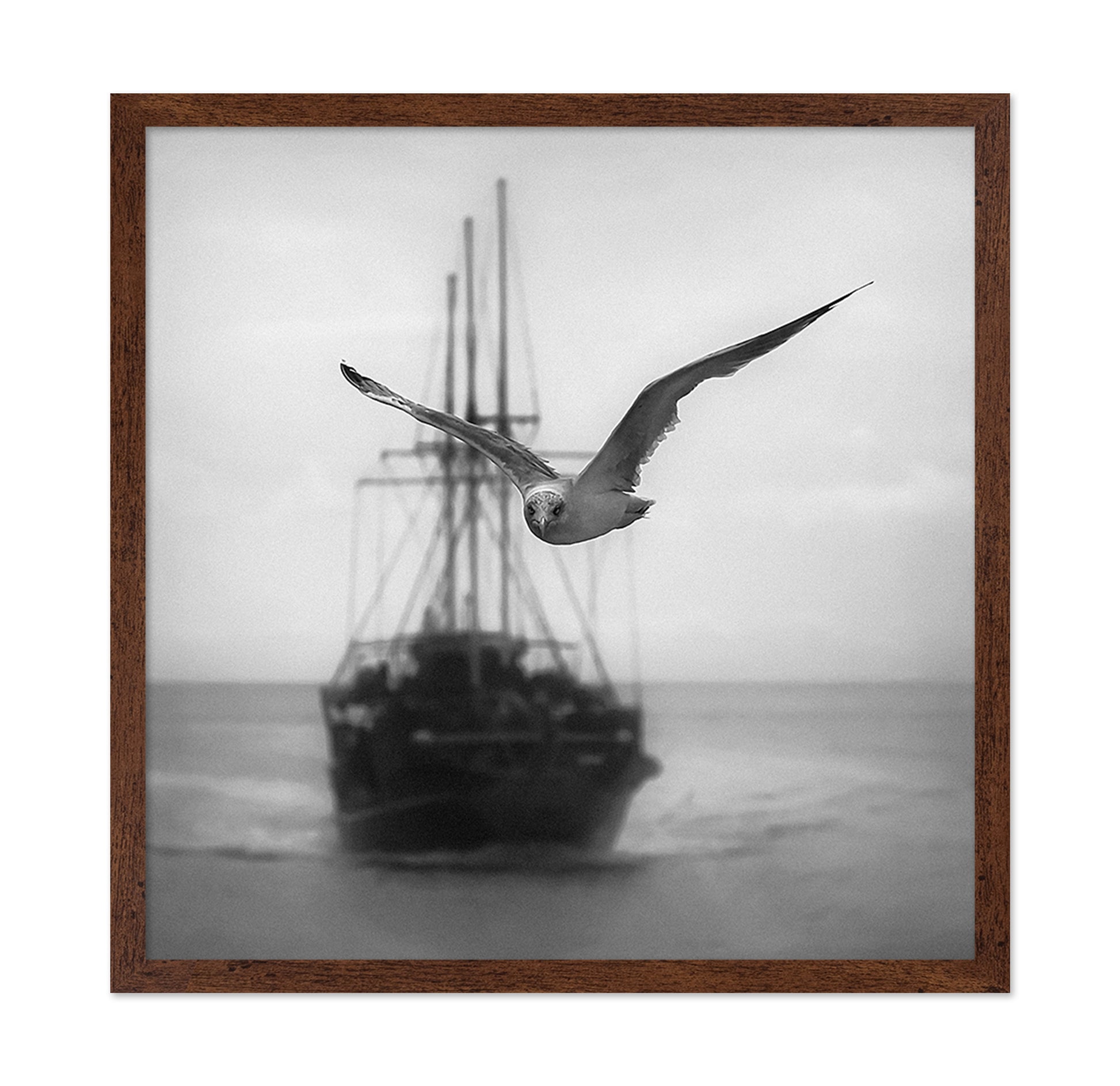 Seagull