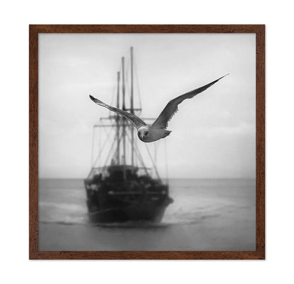 Seagull