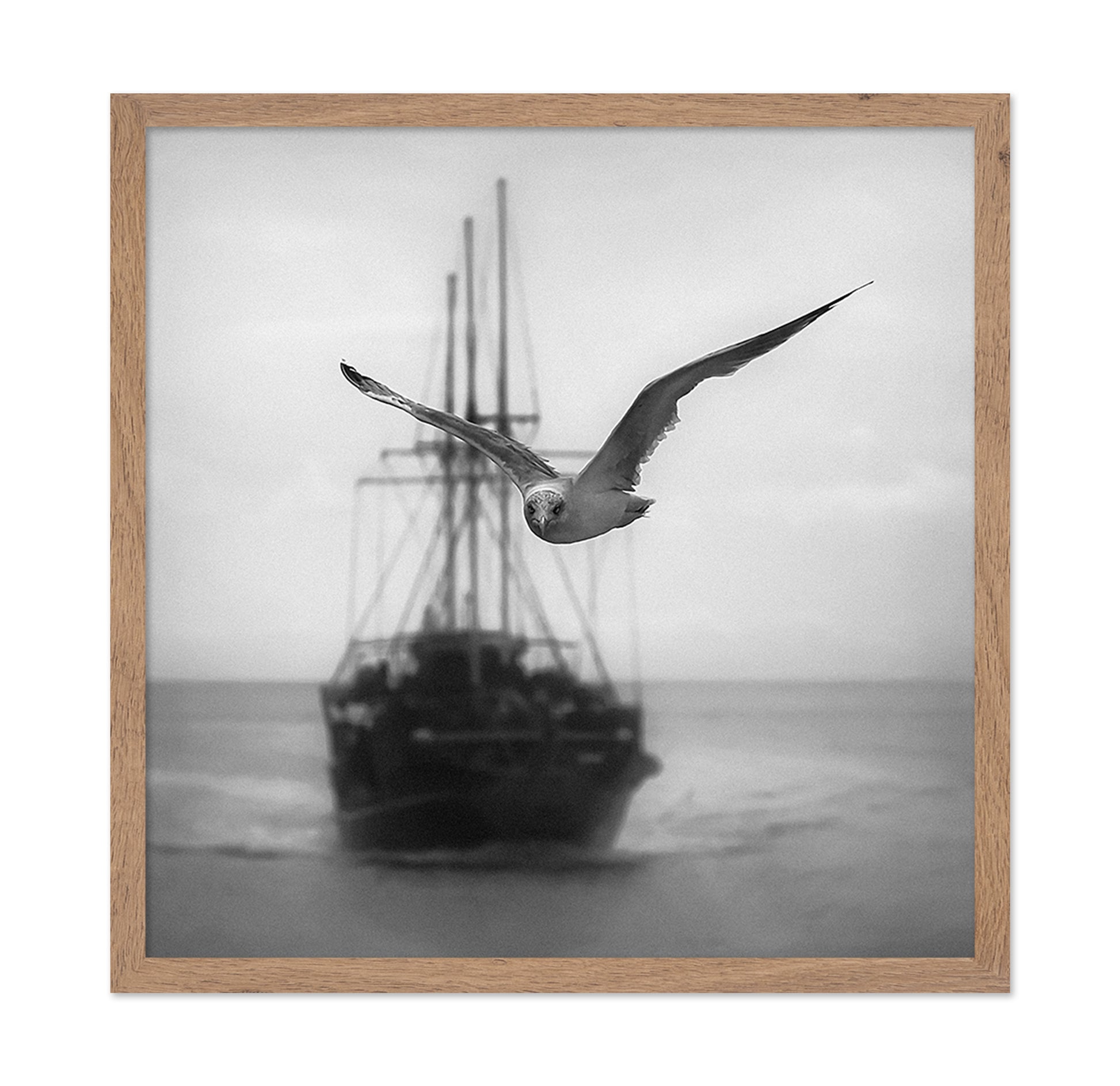 Seagull
