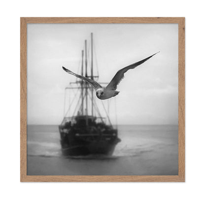 Seagull
