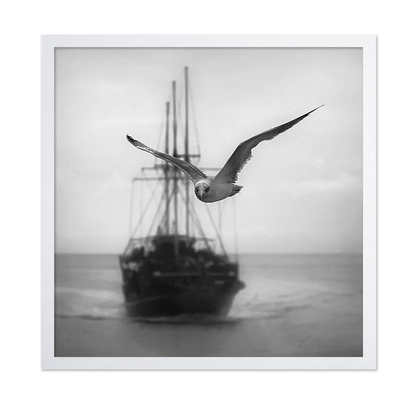 Seagull