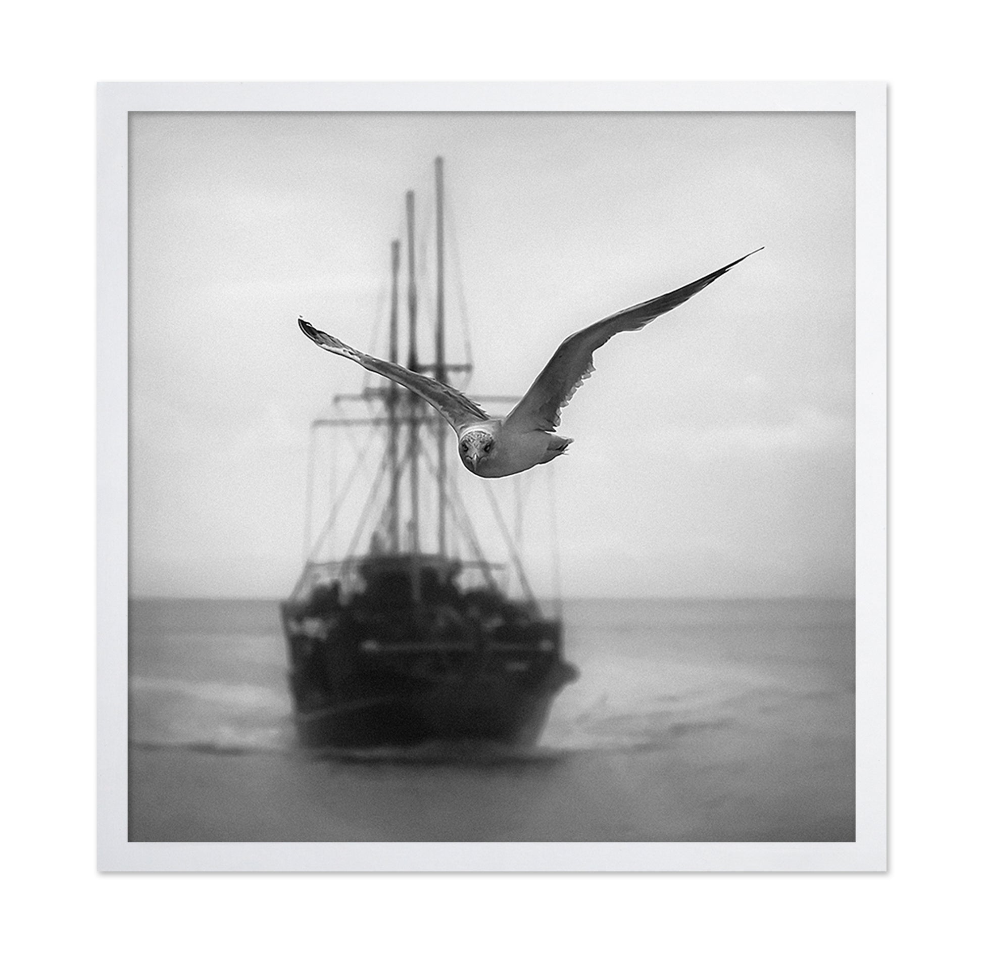 Seagull