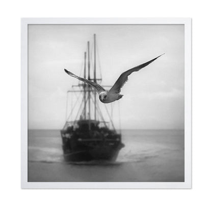 Seagull