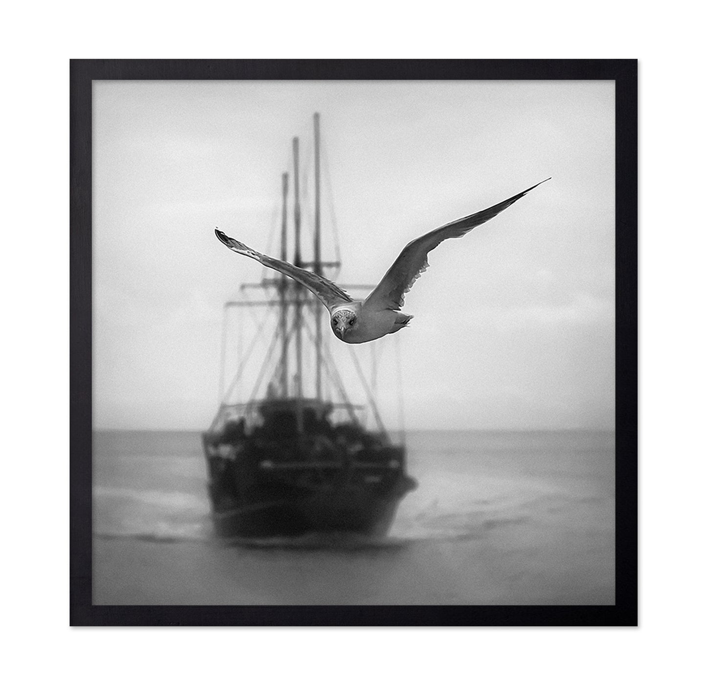 Seagull