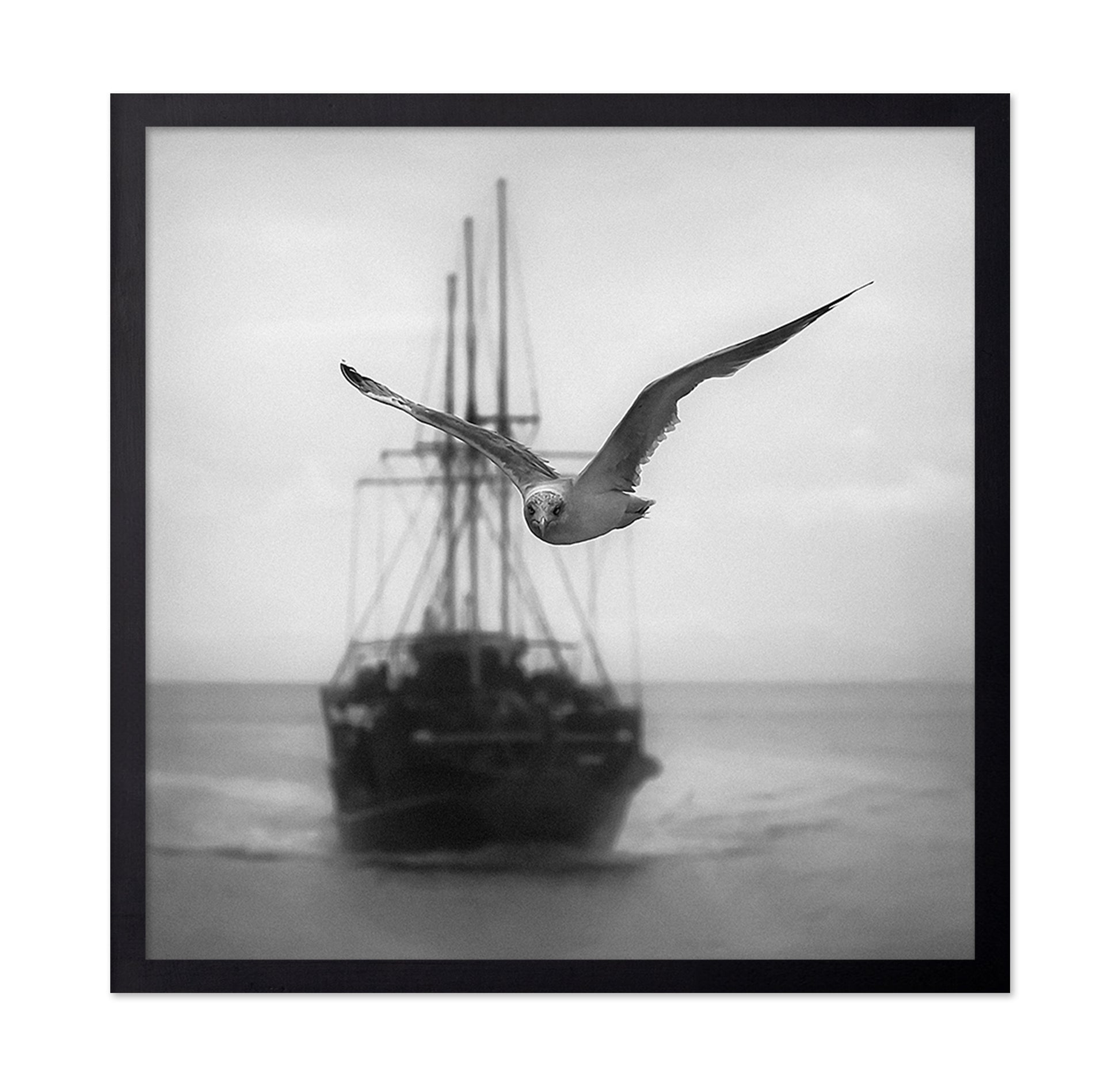 Seagull
