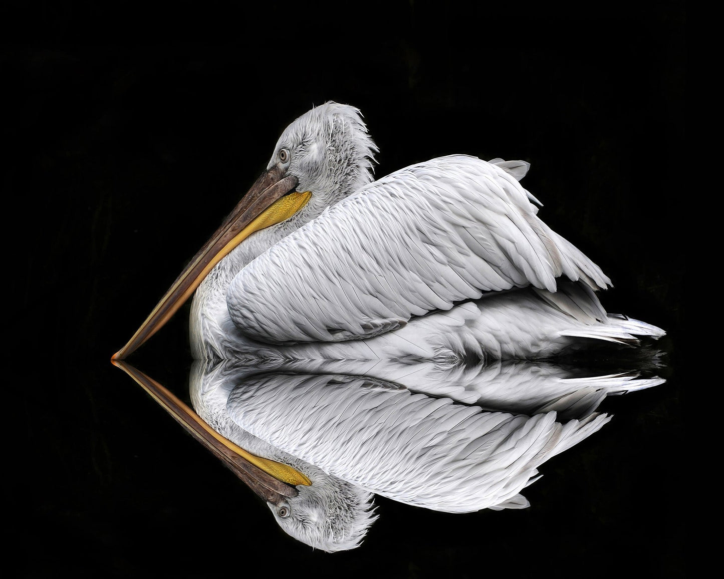 Mirrored The Pelican