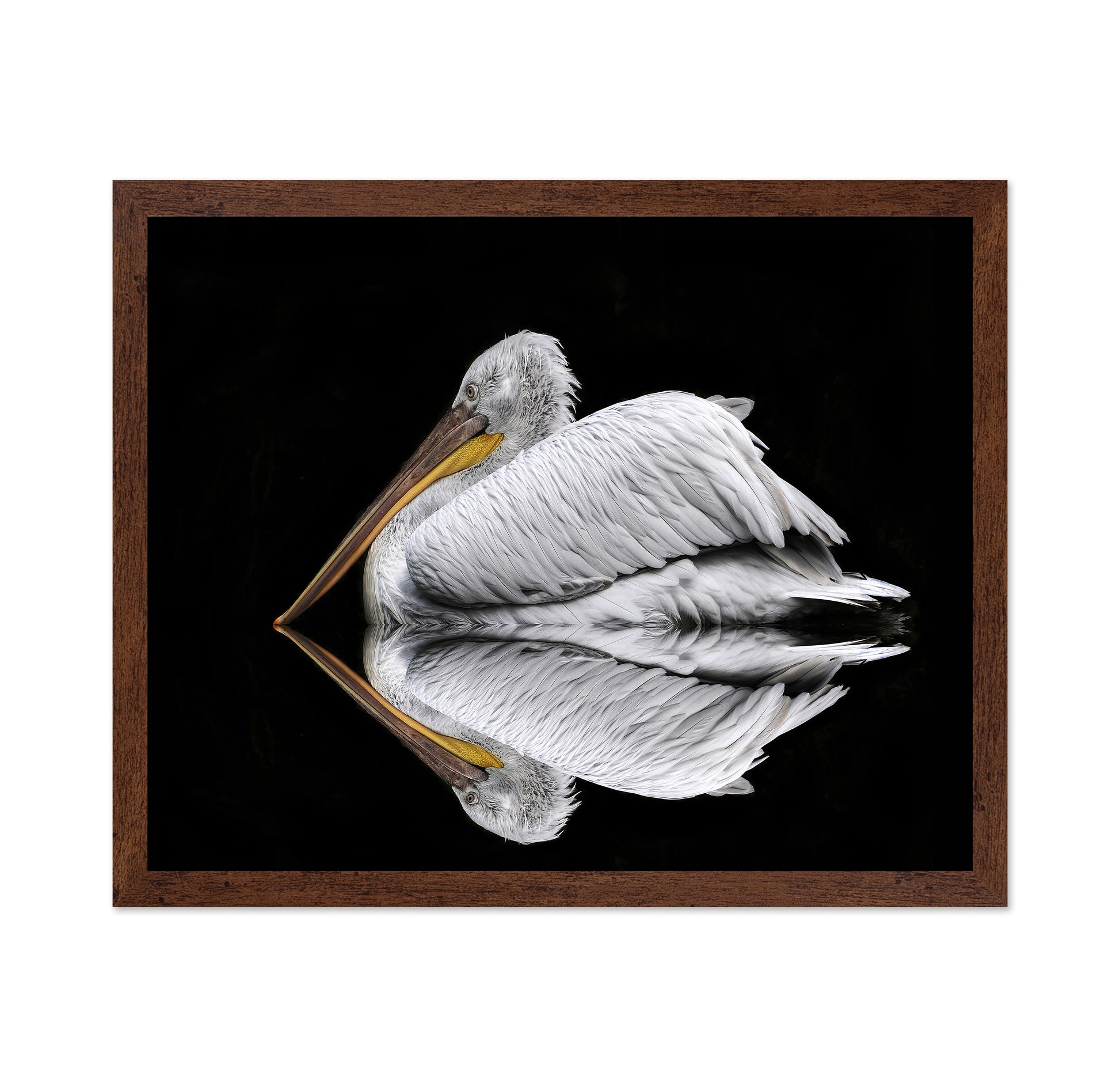 Mirrored The Pelican