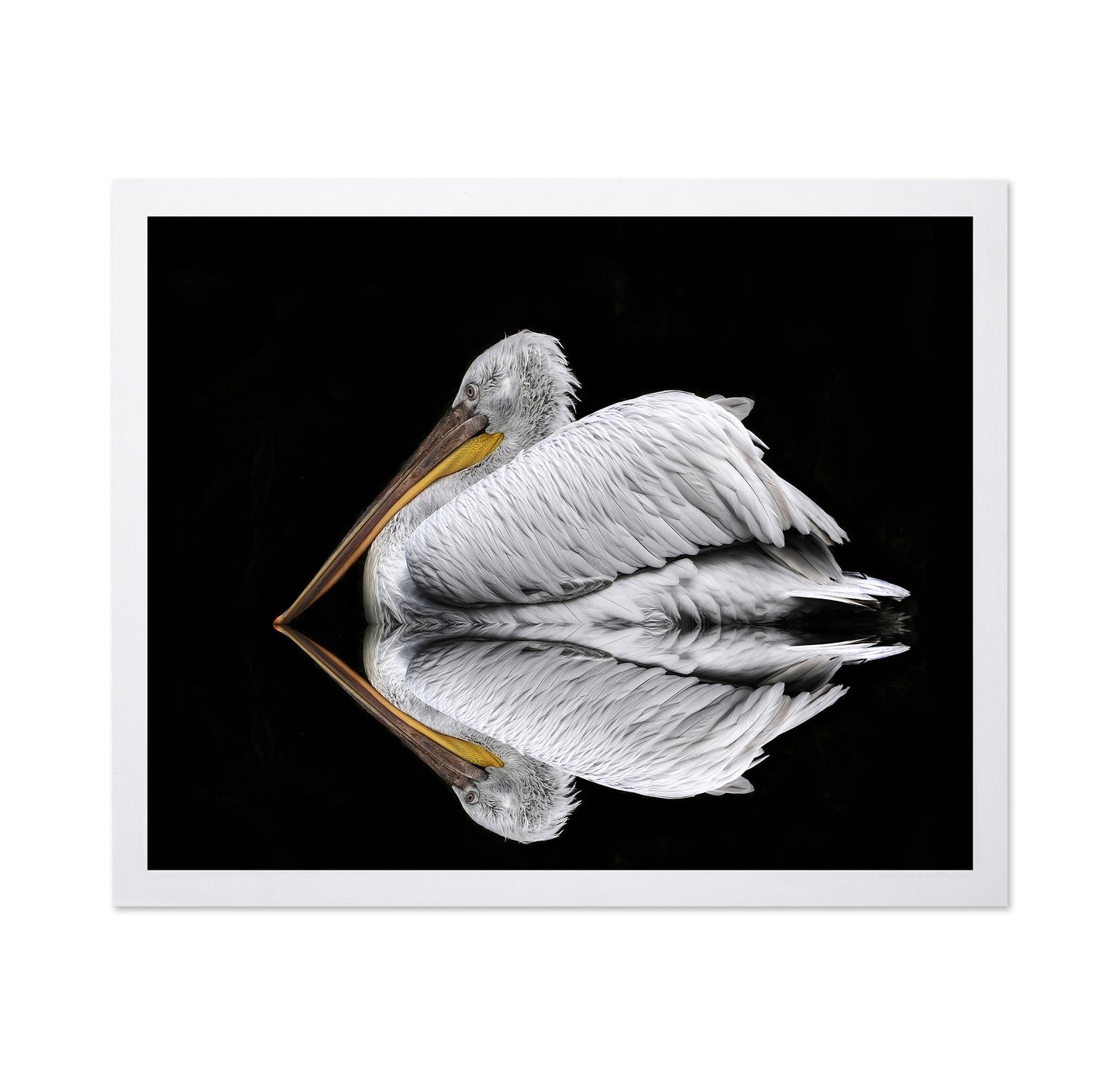 Mirrored The Pelican