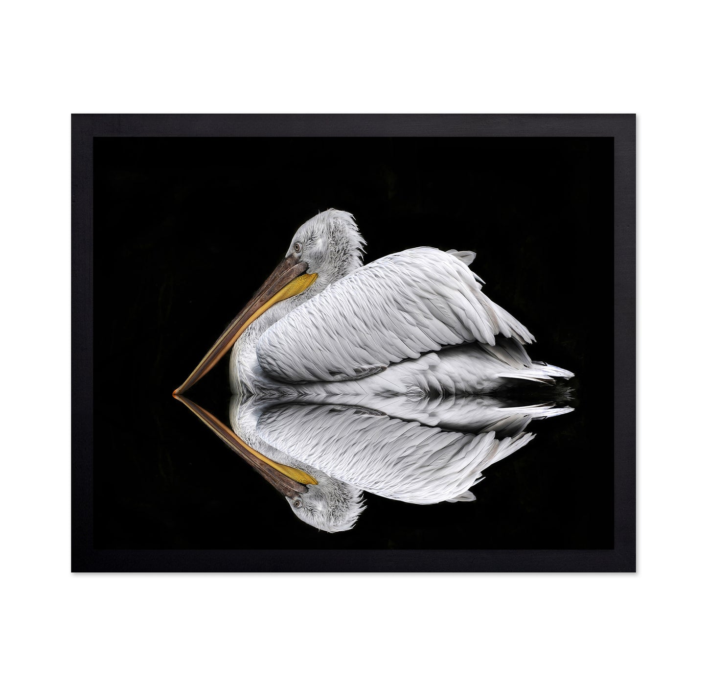 Mirrored The Pelican