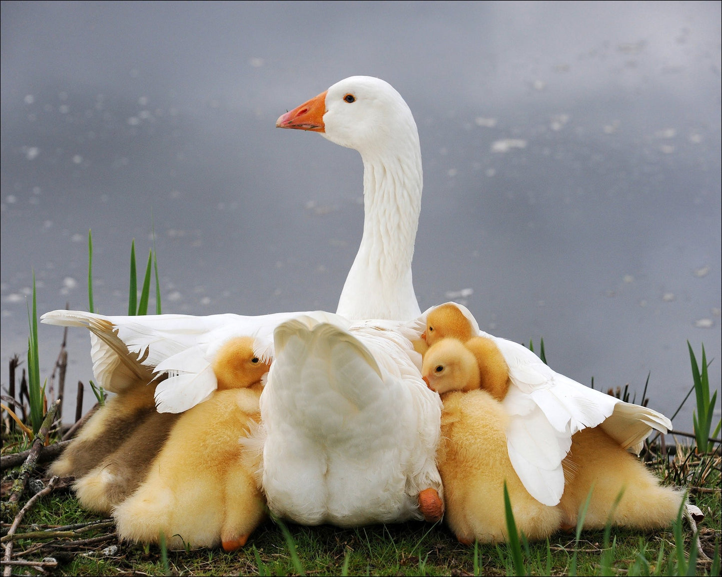 Mum's Protection
