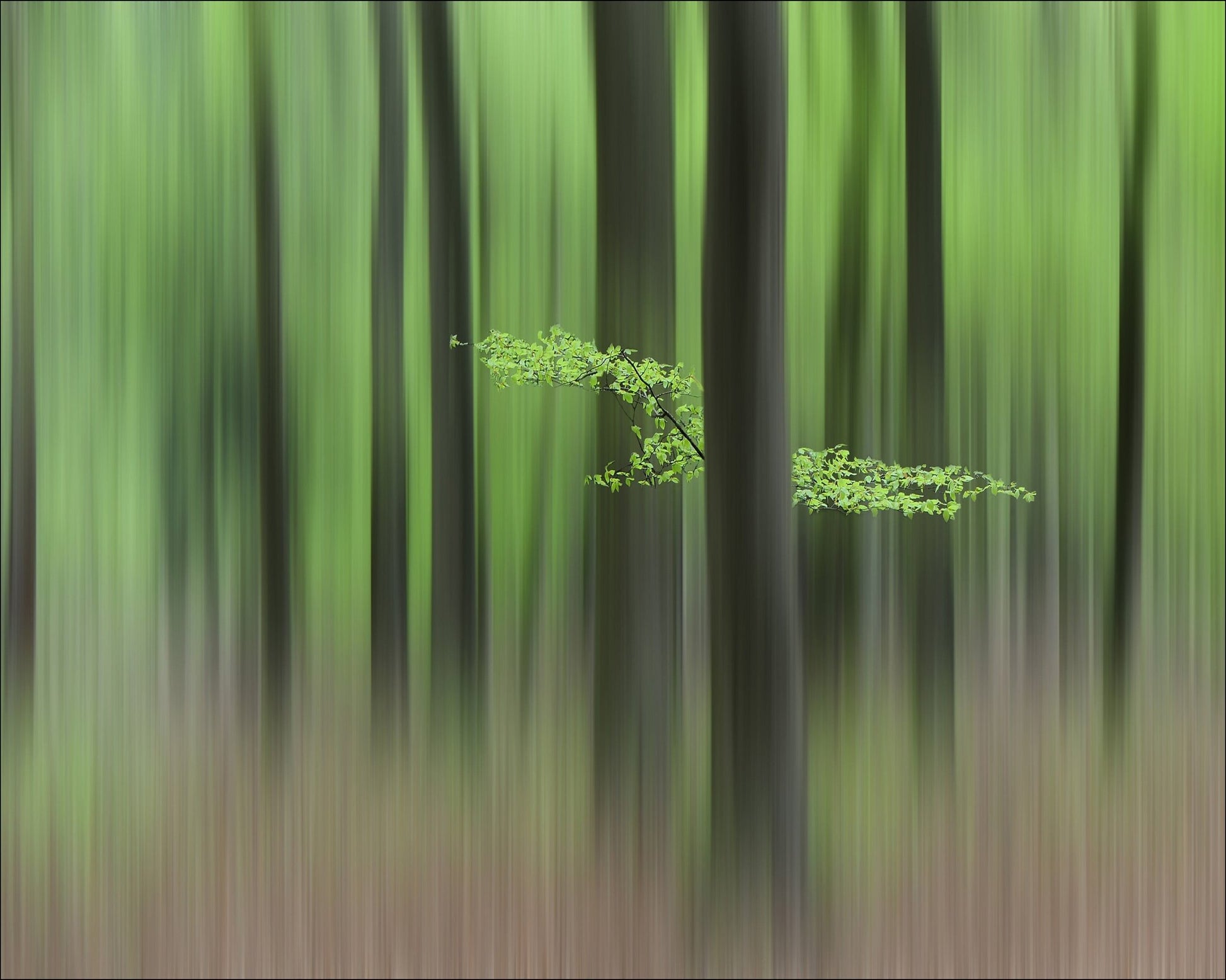 Spring Morning