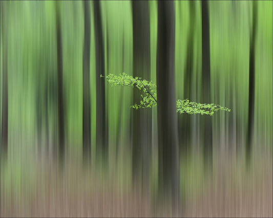 Spring Morning
