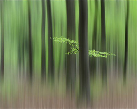 Spring Morning