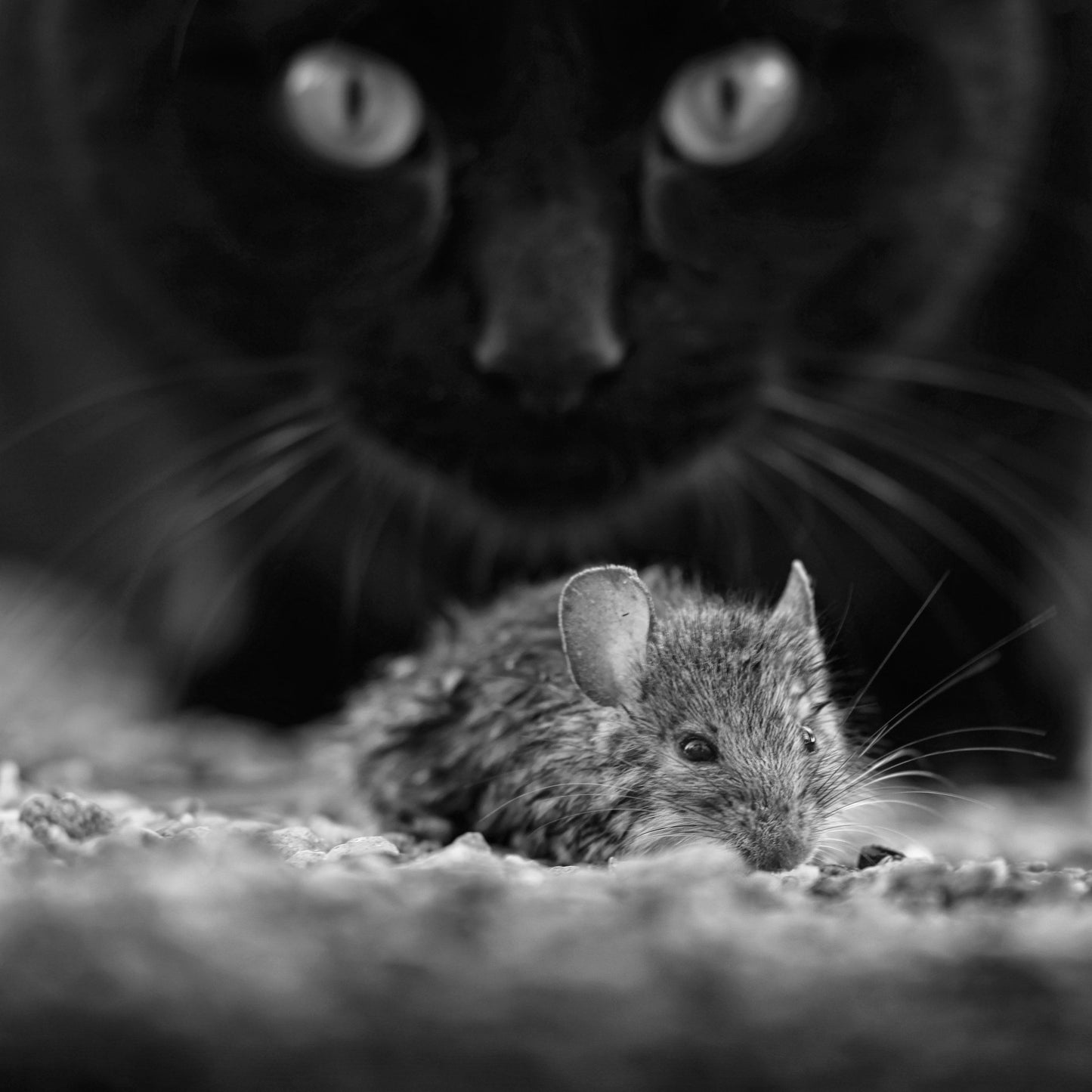 Black Breakfast