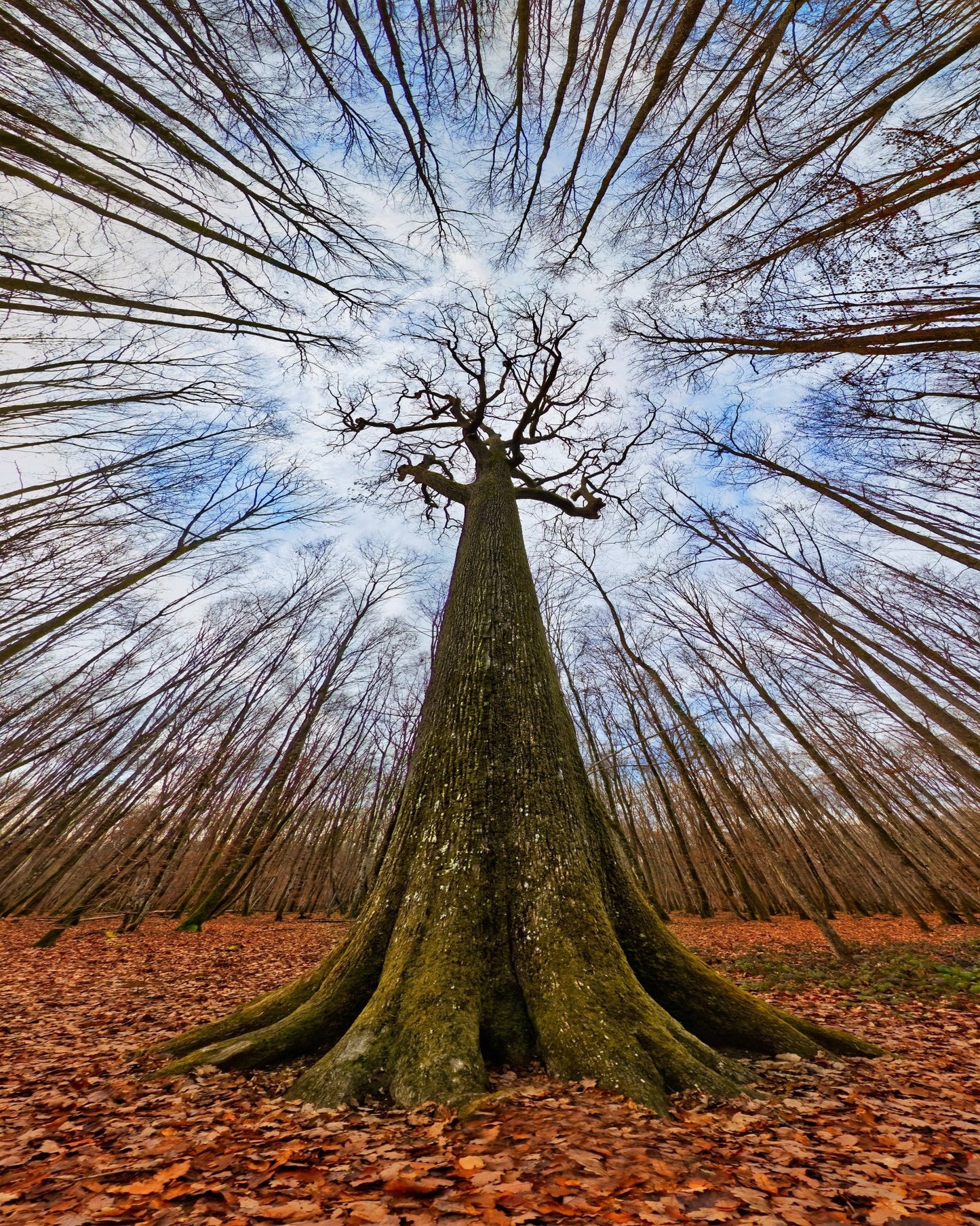 Four Centuries Tall