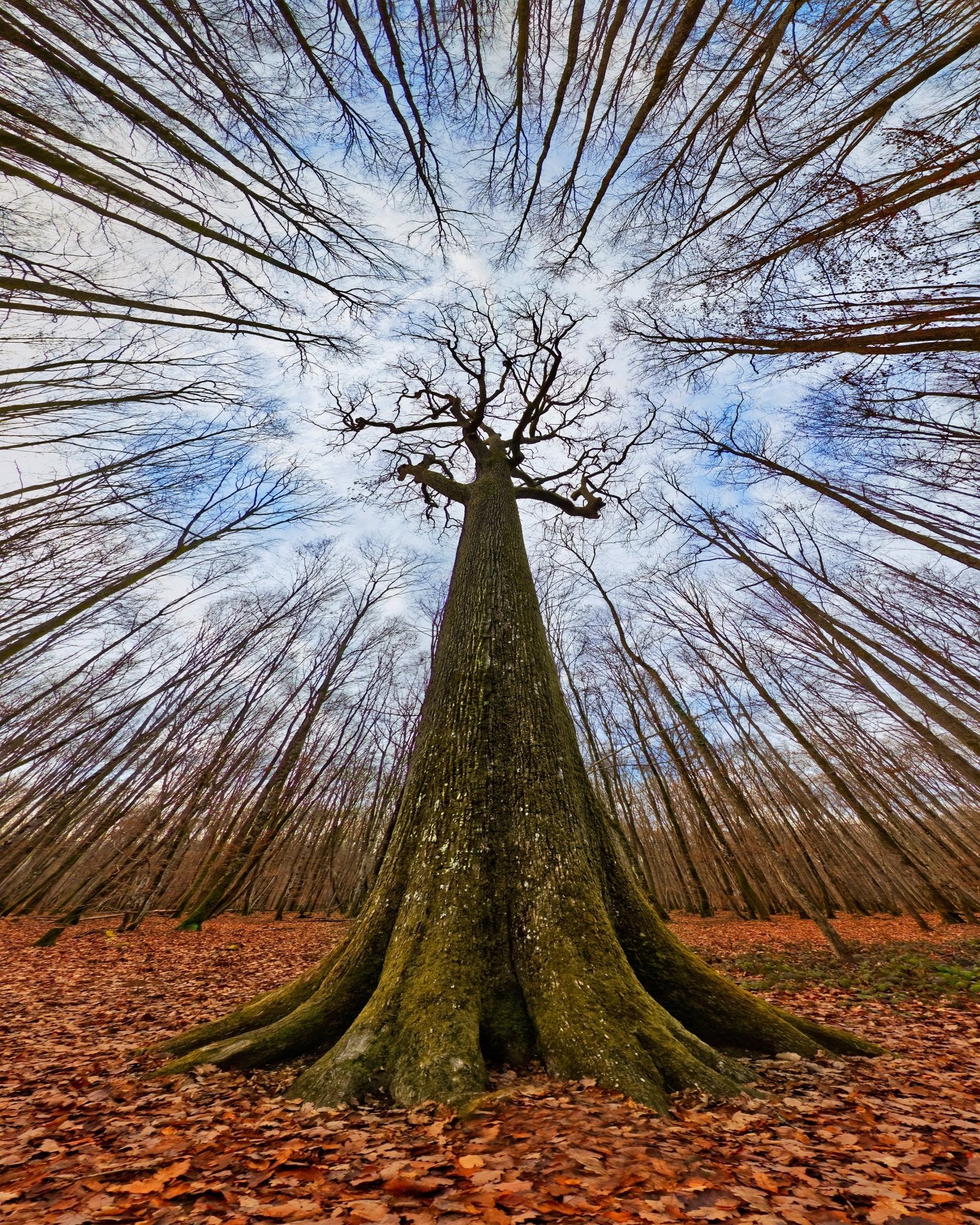 Four Centuries Tall