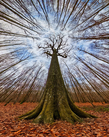 Four Centuries Tall