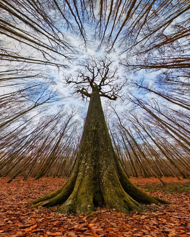Four Centuries Tall