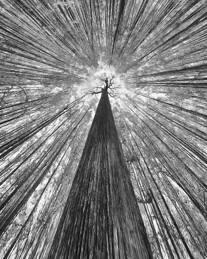 The Giant