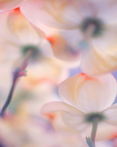 Under The Skirts Of Flowers