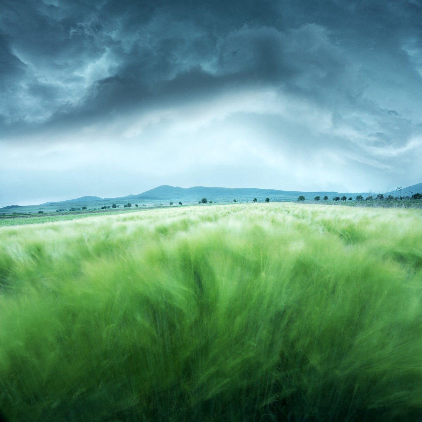 Barley Field