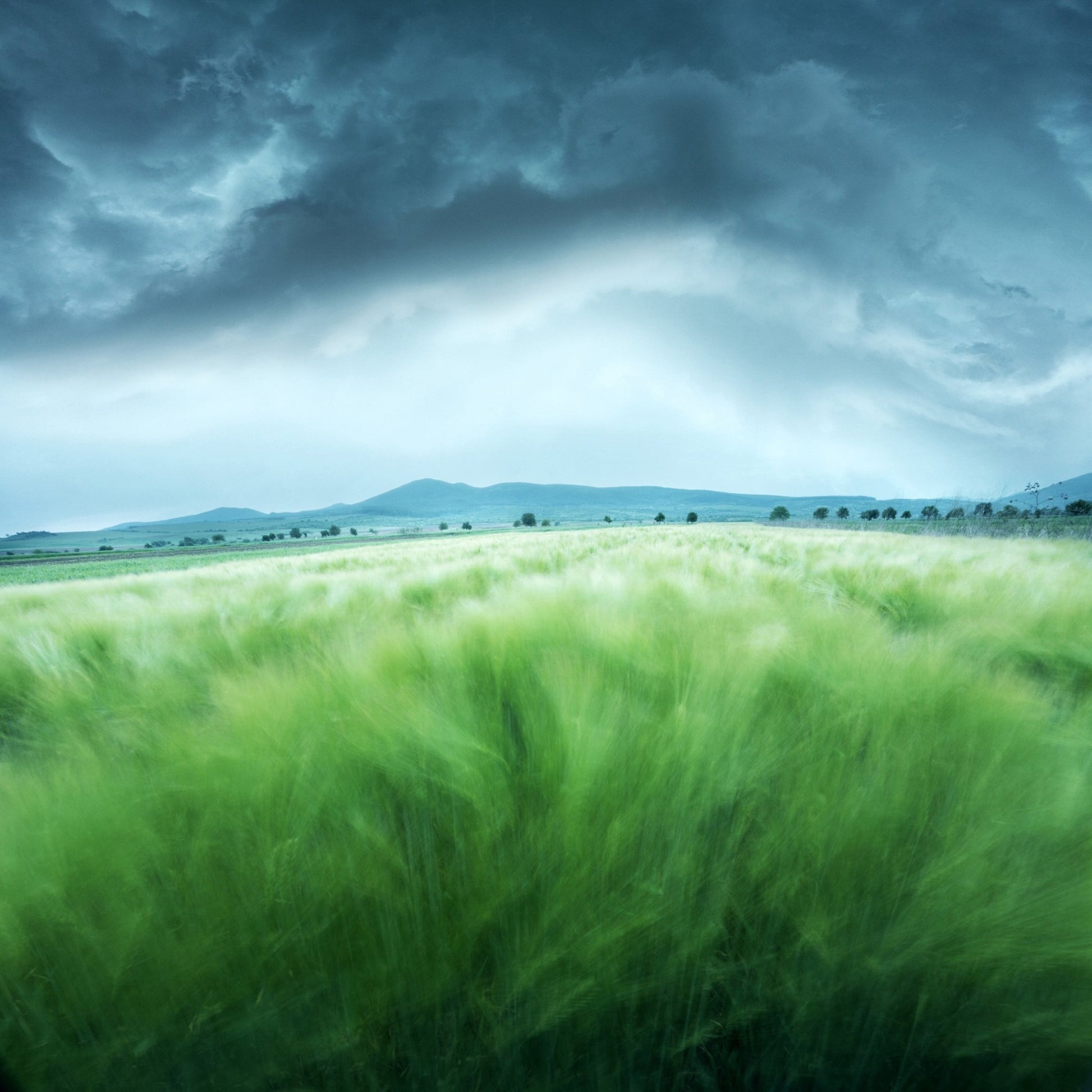 Barley Field