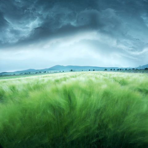 Barley Field