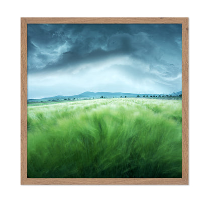 Barley Field