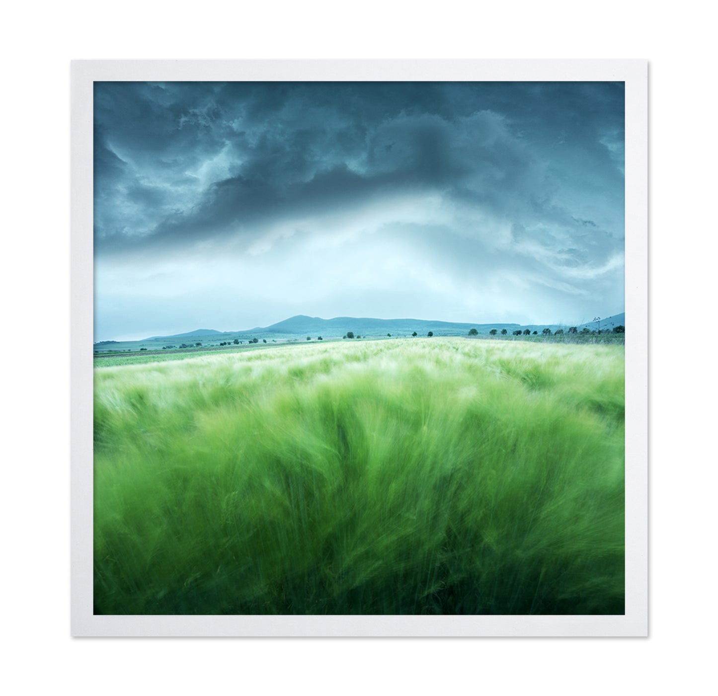 Barley Field