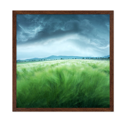 Barley Field