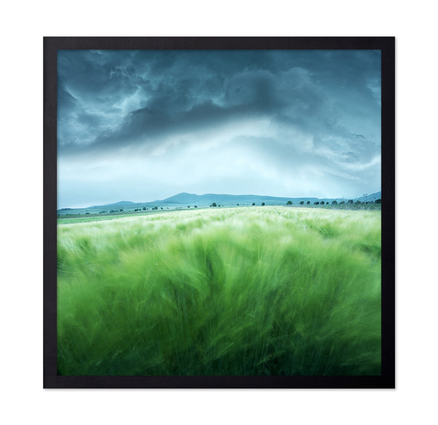 Barley Field