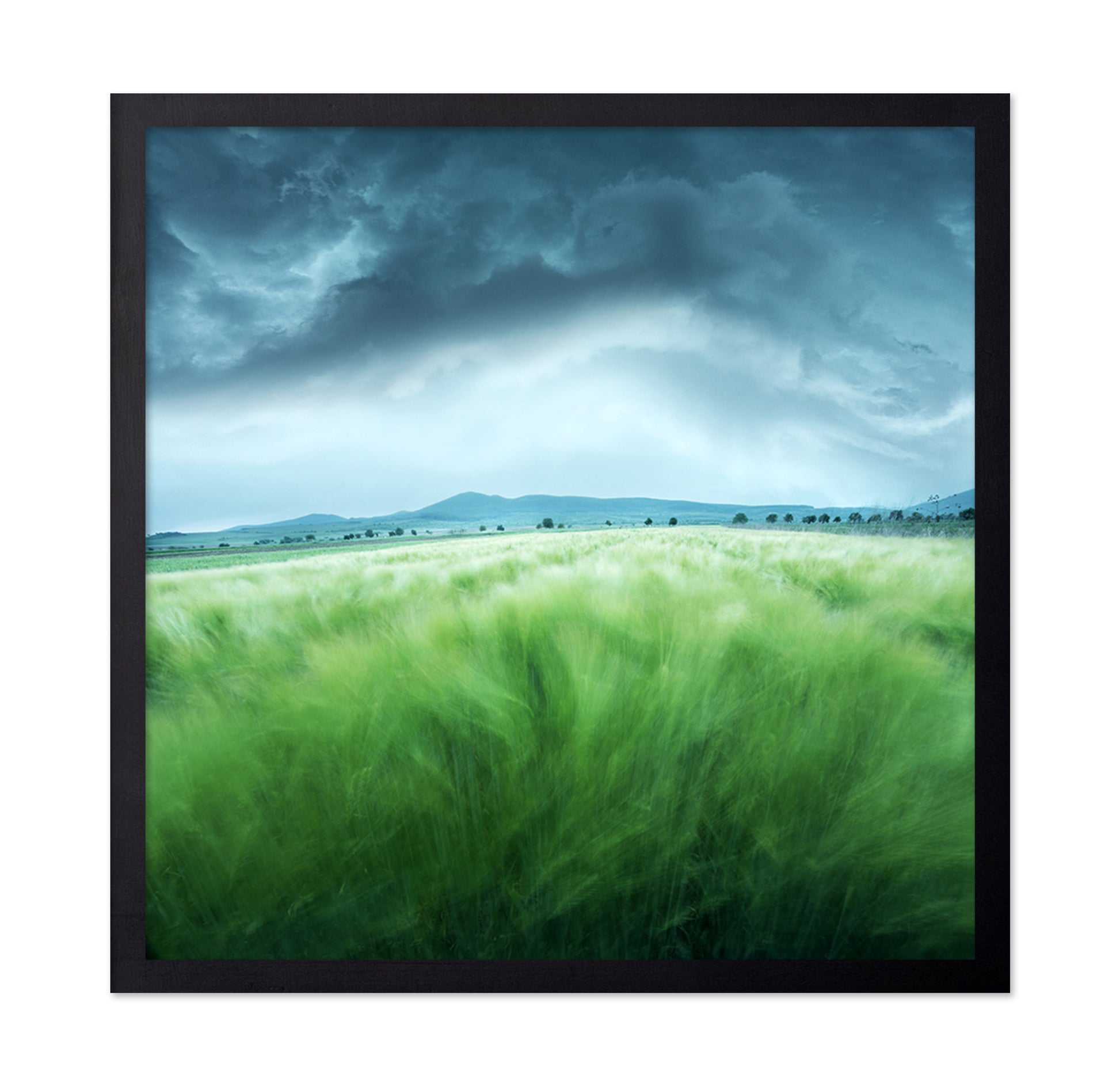 Barley Field