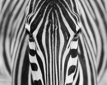 Zebra No 1