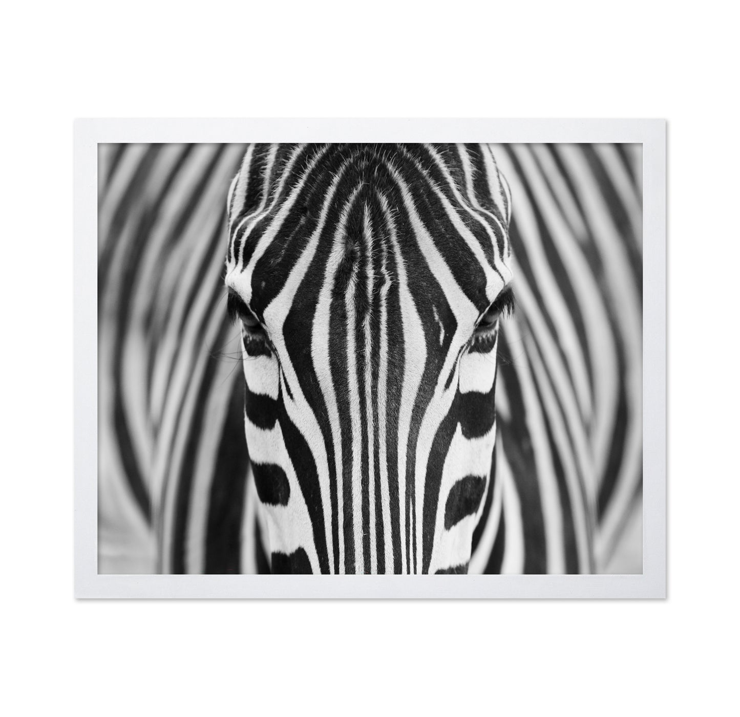 Zebra No 1