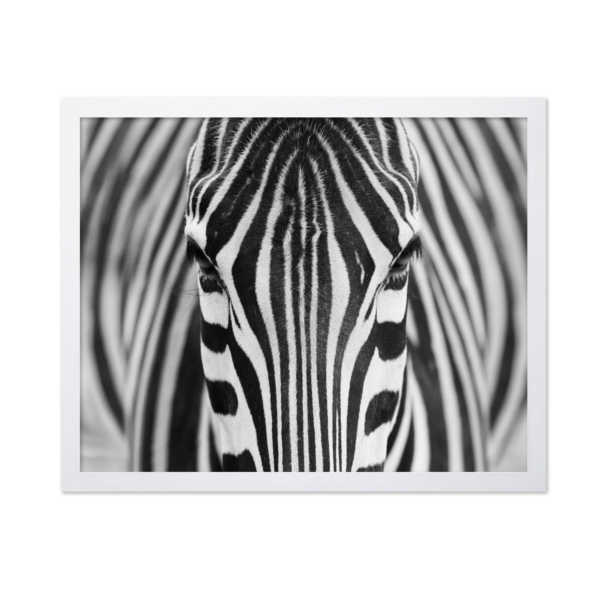 Zebra No 1