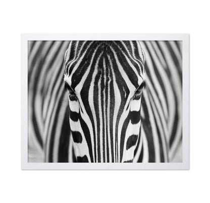 Zebra No 1