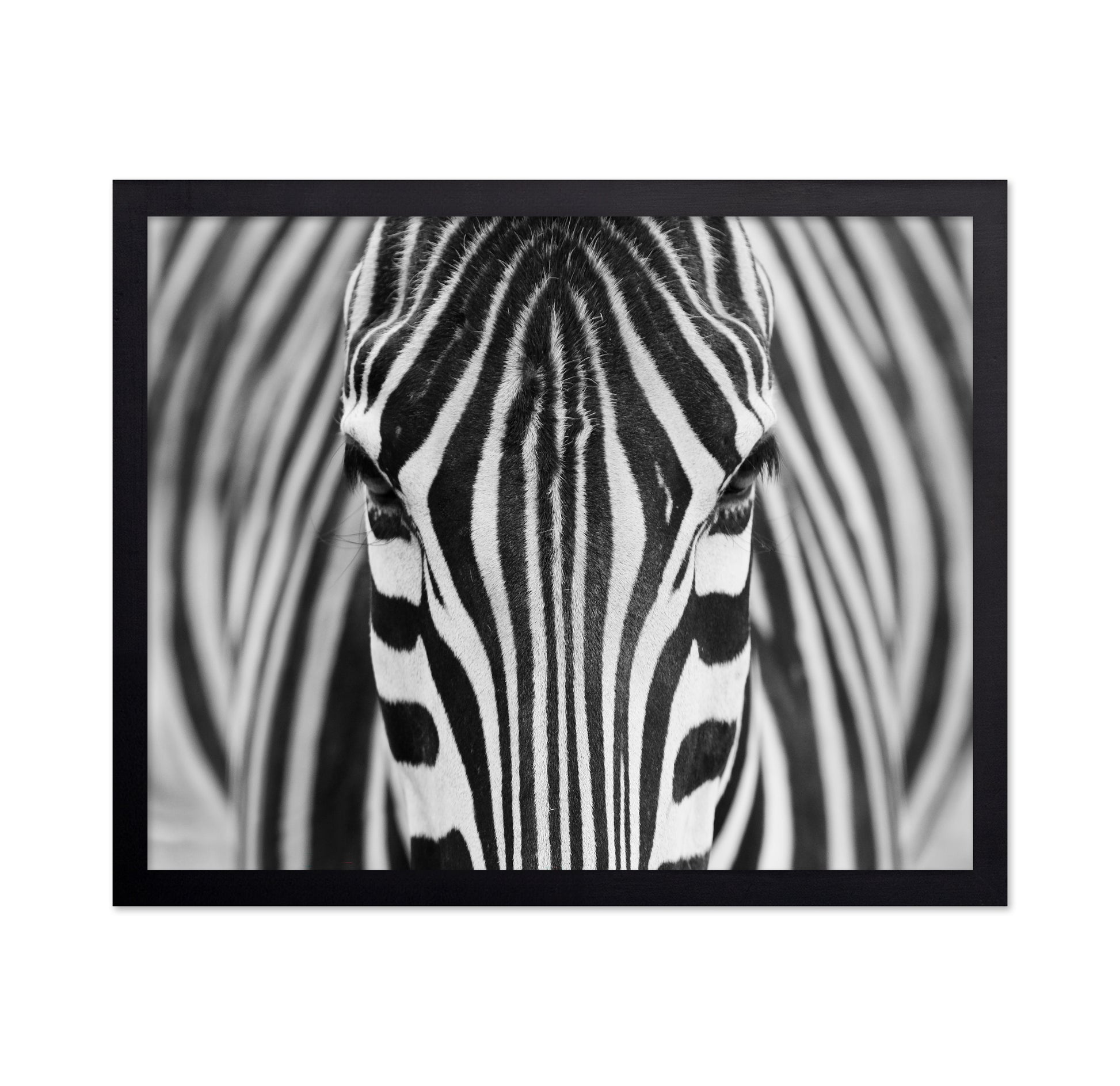 Zebra No 1