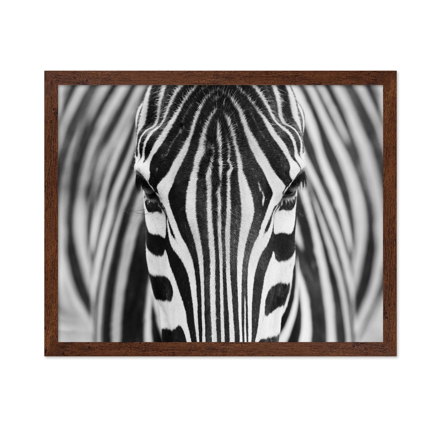 Zebra No 1