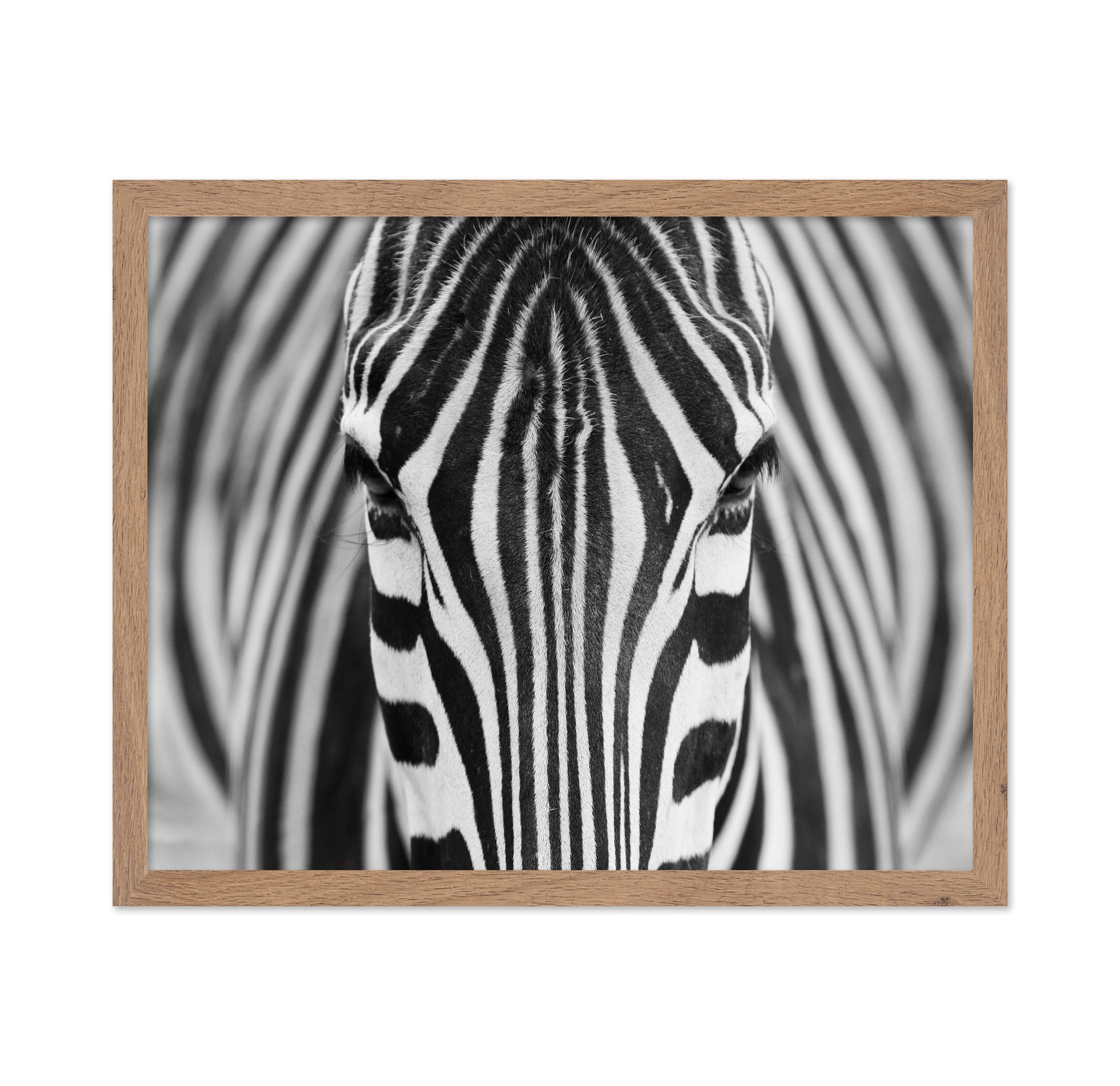 Zebra No 1