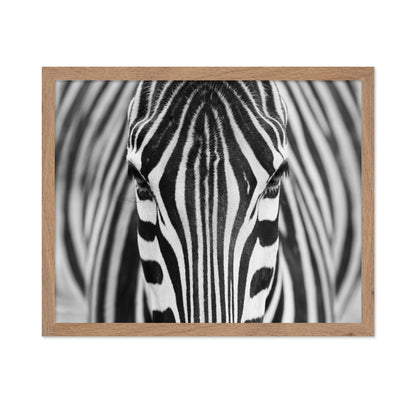 Zebra No 1