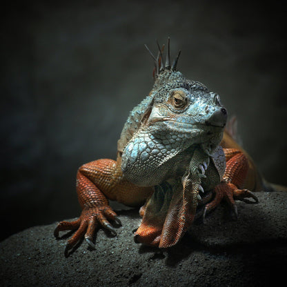 I Am The King